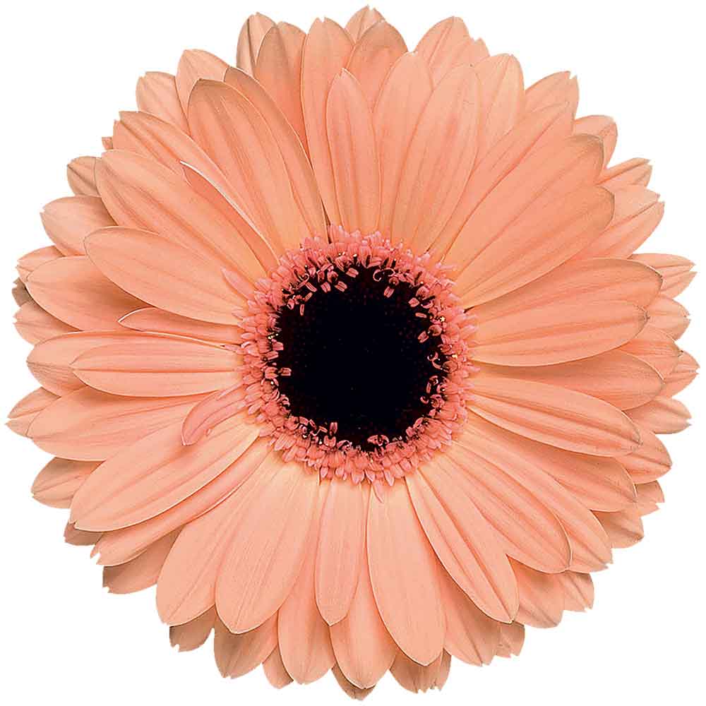 Alma