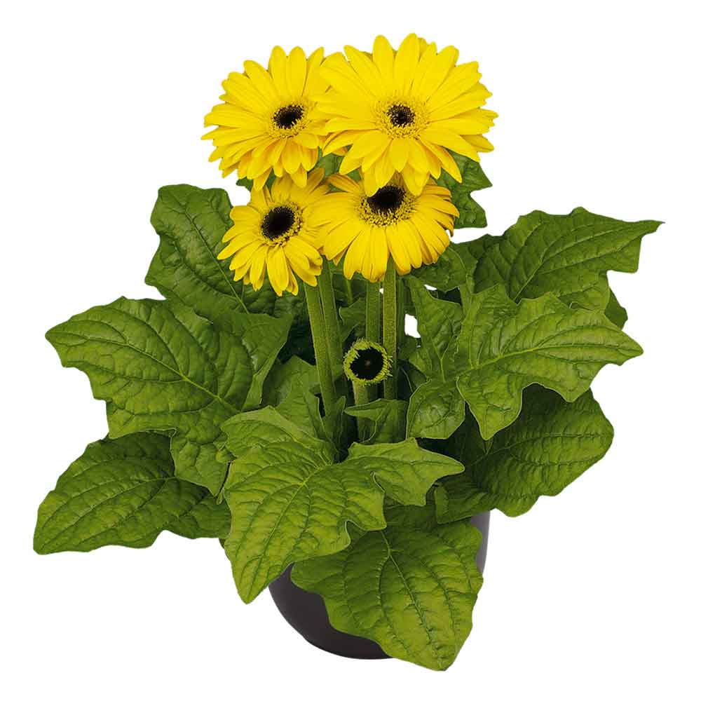 Mini Yellow BC - MuraraPlants MuraraPlants