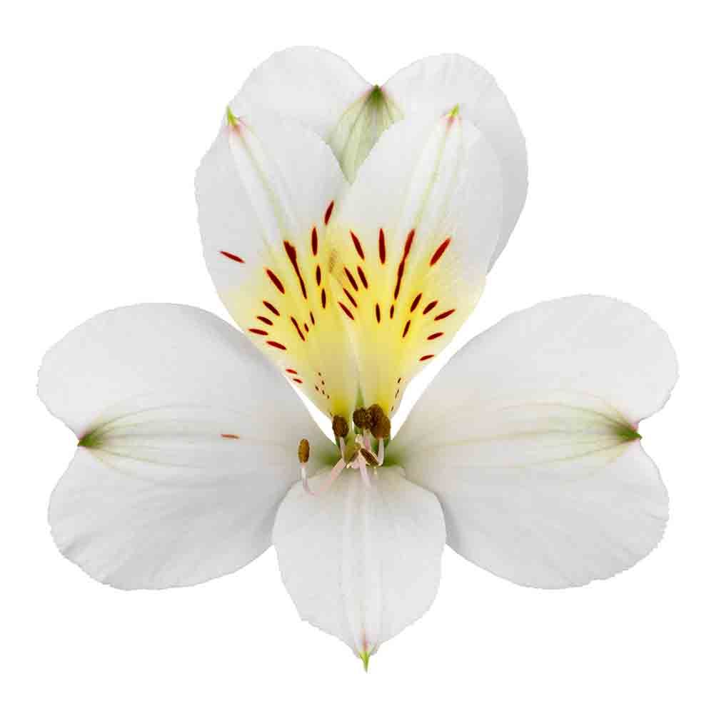 Zembla - MuraraPlants MuraraPlants