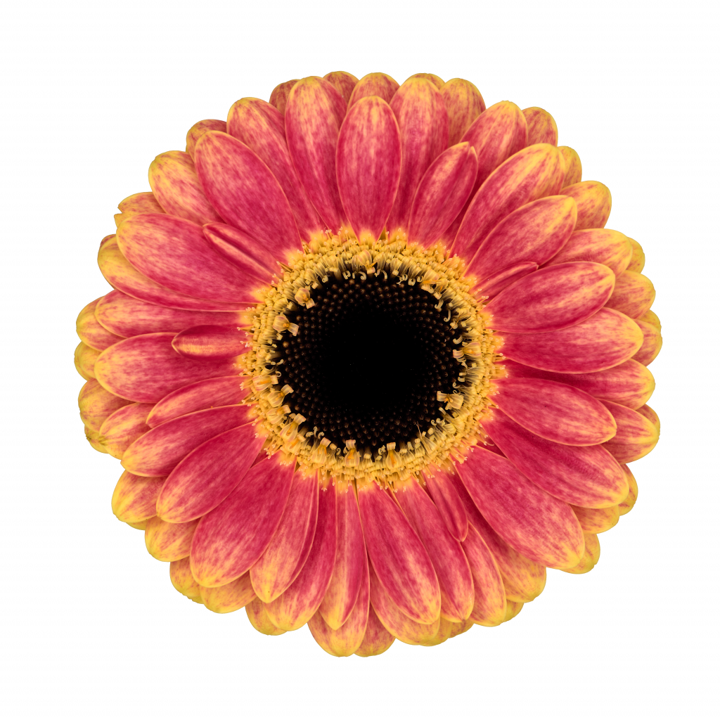 Holy Moly MuraraPlants MuraraPlants